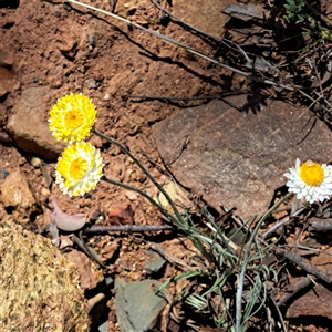 Leucochrysum albicans subsp. tricolor at Watson, ACT - 9 Oct 2024 03:09 PM