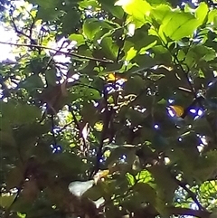 Daphnandra johnsonii at Jamberoo, NSW - suppressed