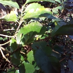 Daphnandra johnsonii at Jamberoo, NSW - suppressed