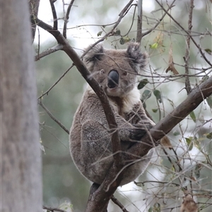 Phascolarctos cinereus (Koala) at Narrandera, NSW by HappyWanderer