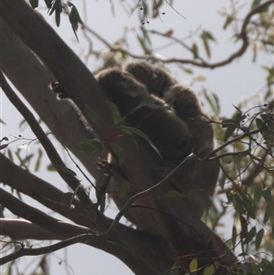 Phascolarctos cinereus at Narrandera, NSW - 6 Oct 2024