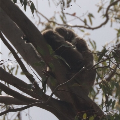 Phascolarctos cinereus (Koala) at Narrandera, NSW - 6 Oct 2024 by HappyWanderer