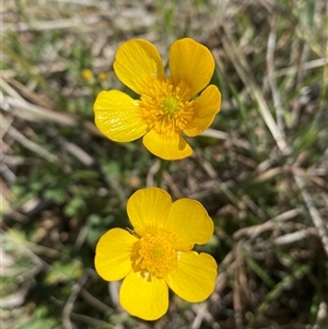 Ranunculus lappaceus at Royalla, NSW - suppressed