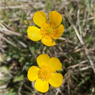 Ranunculus lappaceus (Australian Buttercup) at Royalla, NSW - 9 Oct 2024 by SteveBorkowskis