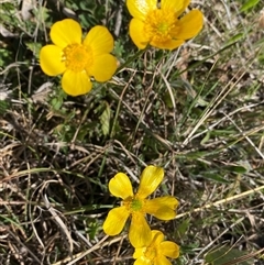 Ranunculus lappaceus at Royalla, NSW - suppressed