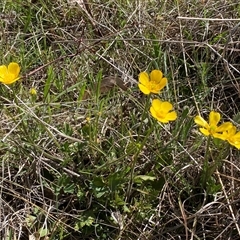 Ranunculus lappaceus at Royalla, NSW - suppressed