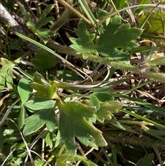 Ranunculus lappaceus at Royalla, NSW - 9 Oct 2024