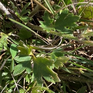 Ranunculus lappaceus at Royalla, NSW - suppressed