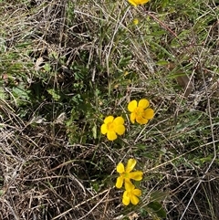 Ranunculus lappaceus at Royalla, NSW - suppressed