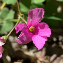 Oxalis articulata (Shamrock) at Weston, ACT - 9 Oct 2024 by SteveBorkowskis