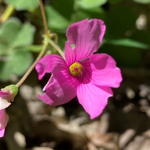 Oxalis articulata at Weston, ACT - 9 Oct 2024