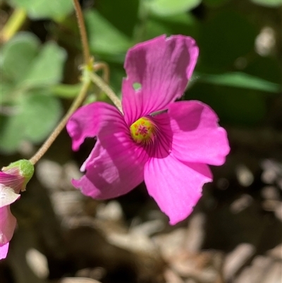 Oxalis articulata (Shamrock) at Weston, ACT - 9 Oct 2024 by SteveBorkowskis