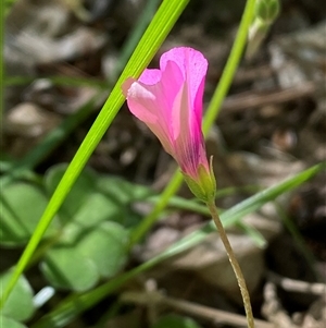 Oxalis articulata at Weston, ACT - 9 Oct 2024