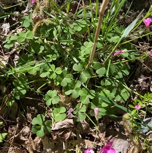 Oxalis articulata at Weston, ACT - 9 Oct 2024