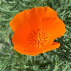 Eschscholzia californica (California Poppy) at Queanbeyan East, NSW - 9 Oct 2024 by SteveBorkowskis