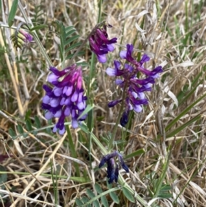 Vicia villosa at Queanbeyan East, NSW - 9 Oct 2024