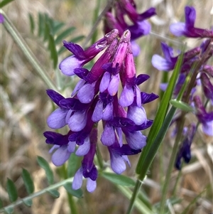 Vicia villosa at Queanbeyan East, NSW - 9 Oct 2024