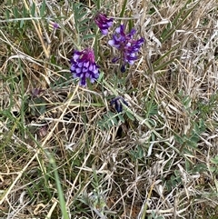 Vicia villosa at Queanbeyan East, NSW - 9 Oct 2024