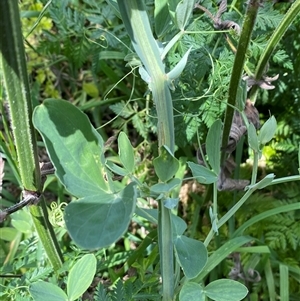 Lathyrus latifolius at Queanbeyan East, NSW - 9 Oct 2024