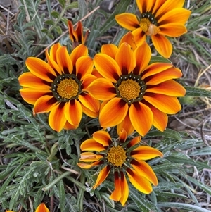 Gazania x splendens at Queanbeyan East, NSW - 9 Oct 2024 02:08 PM