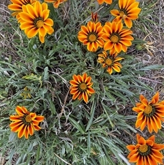 Gazania x splendens at Queanbeyan East, NSW - 9 Oct 2024 02:08 PM