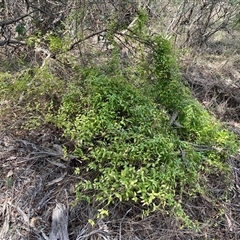 Asparagus asparagoides at Queanbeyan East, NSW - 9 Oct 2024