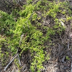 Asparagus asparagoides at Queanbeyan East, NSW - 9 Oct 2024 02:03 PM