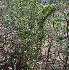 Asparagus asparagoides at Queanbeyan East, NSW - 9 Oct 2024