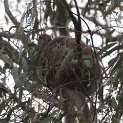 Phascolarctos cinereus (Koala) at Narrandera, NSW - 6 Oct 2024 by HappyWanderer