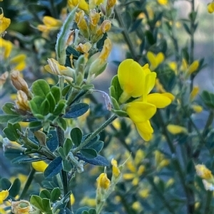 Genista monspessulana at Weston, ACT - 9 Oct 2024 04:55 PM