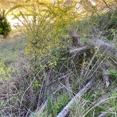 Genista monspessulana at Weston, ACT - 9 Oct 2024