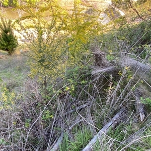 Genista monspessulana at Weston, ACT - 9 Oct 2024