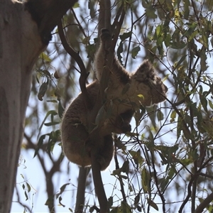 Phascolarctos cinereus (Koala) at Narrandera, NSW by HappyWanderer