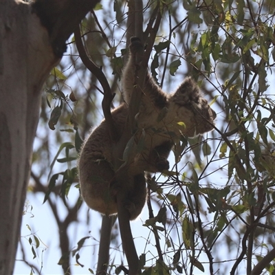 Phascolarctos cinereus (Koala) at Narrandera, NSW - 6 Oct 2024 by HappyWanderer