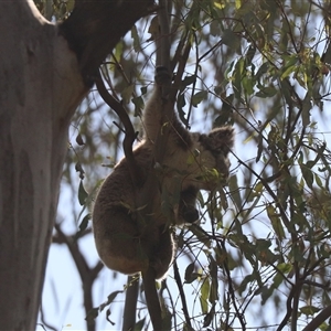 Phascolarctos cinereus at Narrandera, NSW - 6 Oct 2024