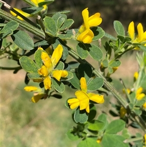 Genista monspessulana at Weston, ACT - 9 Oct 2024