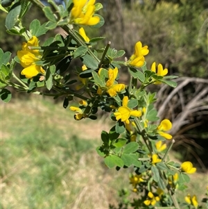 Genista monspessulana at Weston, ACT - 9 Oct 2024