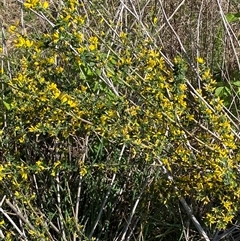 Genista monspessulana (Cape Broom, Montpellier Broom) at Weston, ACT - 9 Oct 2024 by SteveBorkowskis