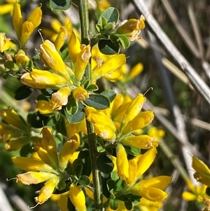 Genista monspessulana at Weston, ACT - 9 Oct 2024