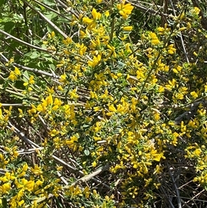 Genista monspessulana at Weston, ACT - 9 Oct 2024