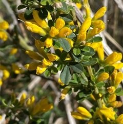 Genista monspessulana at Weston, ACT - 9 Oct 2024