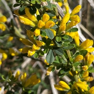 Genista monspessulana at Weston, ACT - 9 Oct 2024 03:52 PM