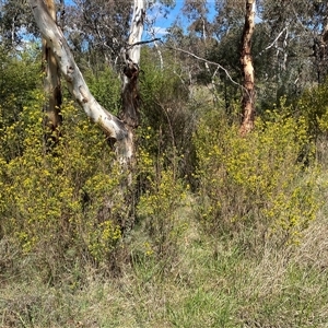 Genista monspessulana at Royalla, NSW - 9 Oct 2024