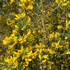 Genista monspessulana at Royalla, NSW - 9 Oct 2024 02:47 PM