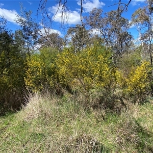 Genista monspessulana at Royalla, NSW - 9 Oct 2024