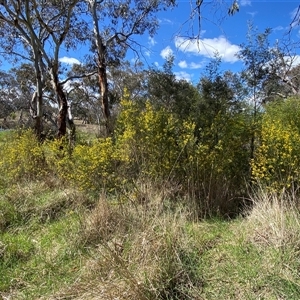 Genista monspessulana at Royalla, NSW - 9 Oct 2024 02:47 PM