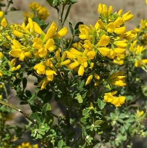 Genista monspessulana at Royalla, NSW - 9 Oct 2024