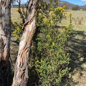 Genista monspessulana at Royalla, NSW - 9 Oct 2024