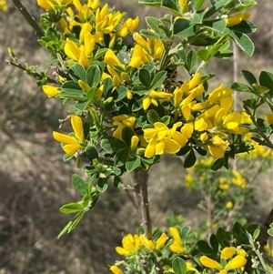 Genista monspessulana at Queanbeyan East, NSW - 9 Oct 2024 02:01 PM