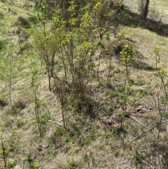 Genista monspessulana at Queanbeyan East, NSW - 9 Oct 2024 02:01 PM